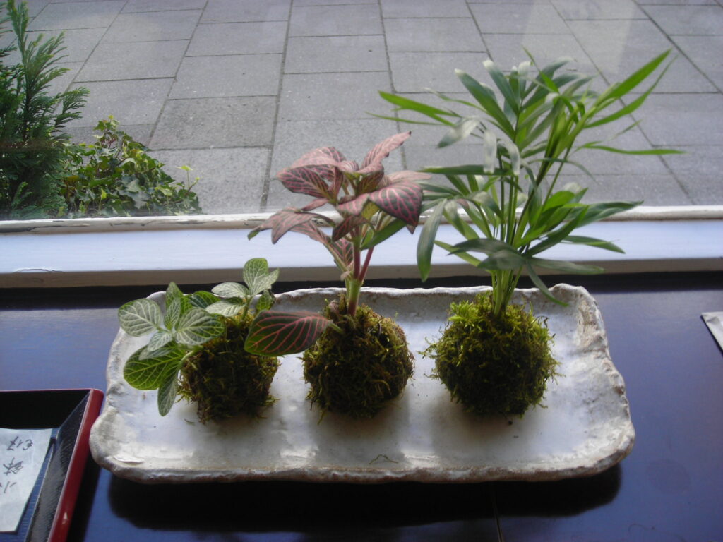 Kokedama – rostliny v mechové kouli