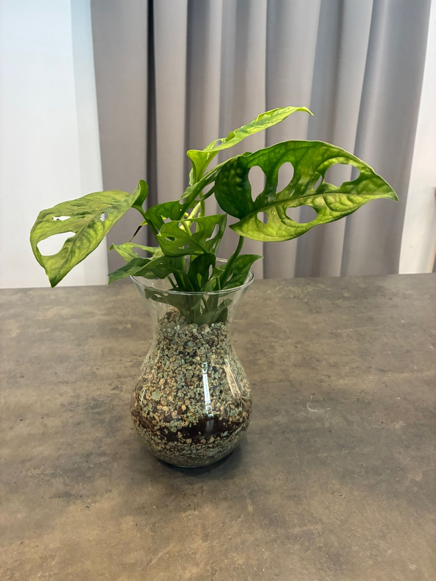 Monstera deliciosa pěstovaná v semi-hydroponii